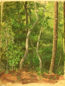Woods